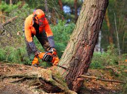 Best Tree Maintenance Programs  in Estell Manor, NJ