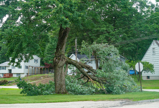 Best Tree Preservation Services  in Estell Manor, NJ