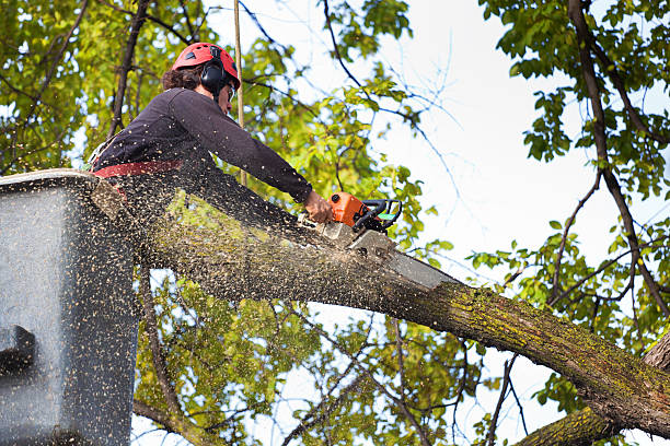 Best Hazardous Tree Removal  in Estell Manor, NJ