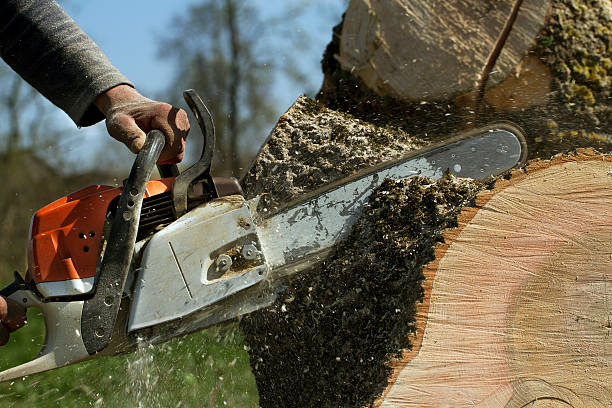 Best Tree Cabling and Bracing  in Estell Manor, NJ