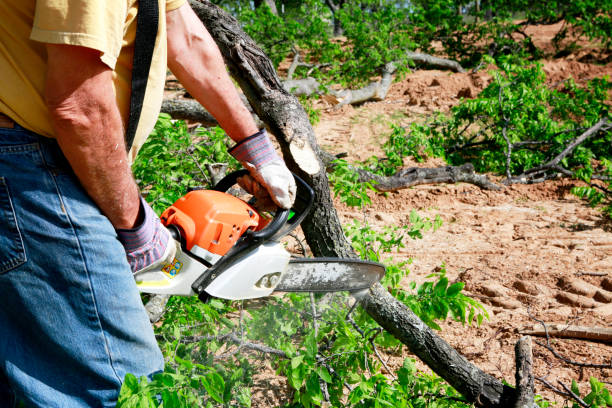 Best Lawn Pest Prevention  in Estell Manor, NJ