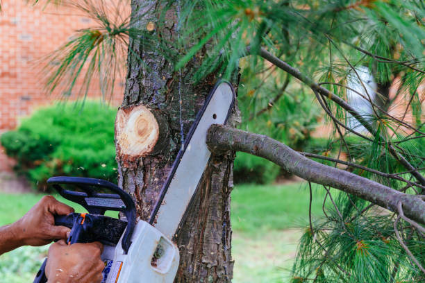 Best Tree Mulching  in Estell Manor, NJ
